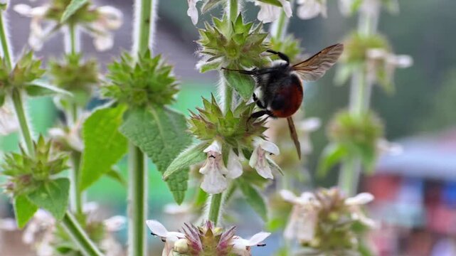 Bumblebee (Bombus spp.) Collecting Nectar and Pollen from Flower &ndash; 120fps Slow Motion Footage
