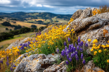 Vibrant wildflowers bloom on a rocky hillside in spring