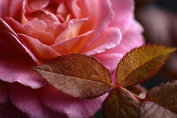 Delicate veins and texture of a single rose petal captured