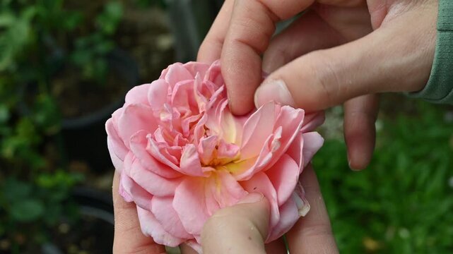 Gardener checking a rose flower with thrips living inside. Thrips are sap-sucking insects that can cause deformities in flowers, leaves, stems, and shoots.