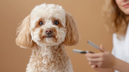 Fluffy dog enjoying spa time with woman holding grooming tools, brown backdrop, closeup shot