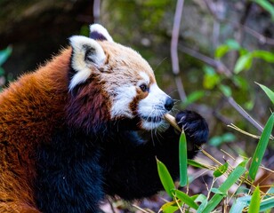 Close-up of a charming red panda (Ailurus fulgens) engrossed in eating bamboo, highlighting its distinctive facial markings and rich fur. A captivating profile of this unique endangered species in a l