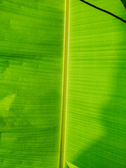 banana leaf detailed texture structure