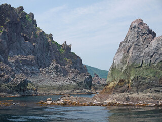 Kuril Seal or Phoca vitulina stejnegeri on Iturup Island rocky shore