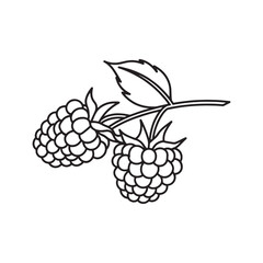  Blackberry Fruit line art flat vector illustration