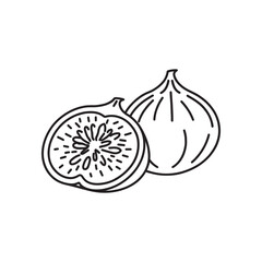 Fig Fruit line art flat vector illustration