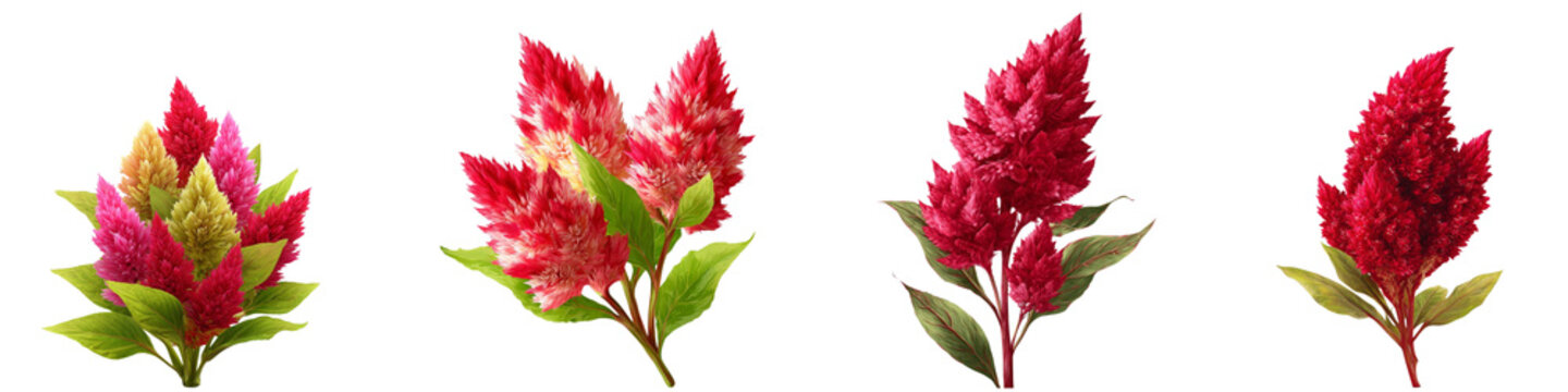 Set of celosia flower isolated on transparent background.
