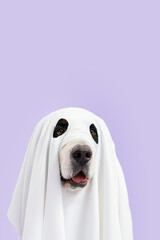 Cute Bernese mountain dog dressed as ghost for Halloween party on purple background