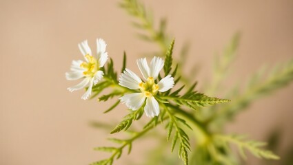 Detailed Close-Up of Blooming Artemisia Annua &ndash; Medicinal Plant