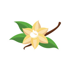 Vanilla flat vector illustration on white background.e
