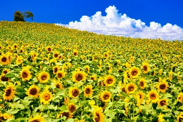 Fotobehang Geel 北海道の美しいお花畑・ひまわり畑  © san724