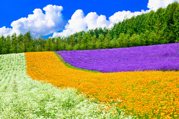 北海道の美しいラベンダーの花畑