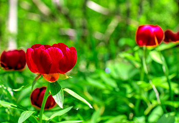 Beautiful peony flowers close up view