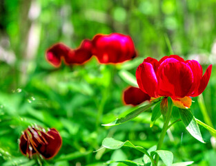 Beautiful peony flowers close up view