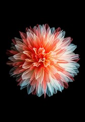 Vibrant Multi-Layered Dahlia Like Flower in Red Orange and Blue on Black