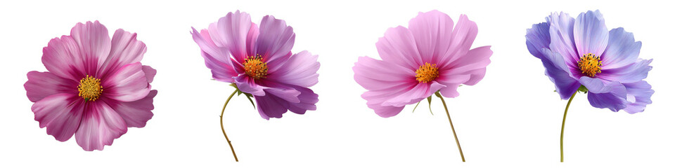 Cosmos flower isolated on transparent background.