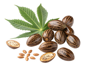 Castor beans and leaf isolated on black background
