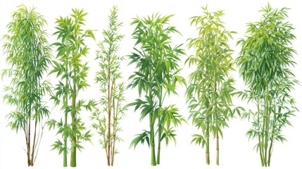 Obraz premium Variety of bamboo plants in different sizes and shades of green