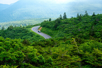 森林の中を走る曲がりくねった山道と車