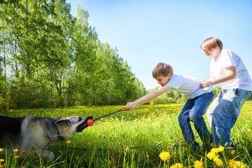 Kids play with dog in sunny field surrounded by blooming flowers on a bright day