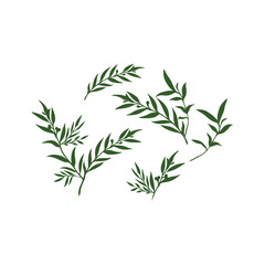 A collection of stylized green leaves and sprigs, arranged in a scattered pattern on a white background.