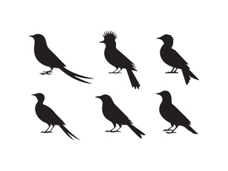 Collection of bird silhouettes vector isolated on white background.