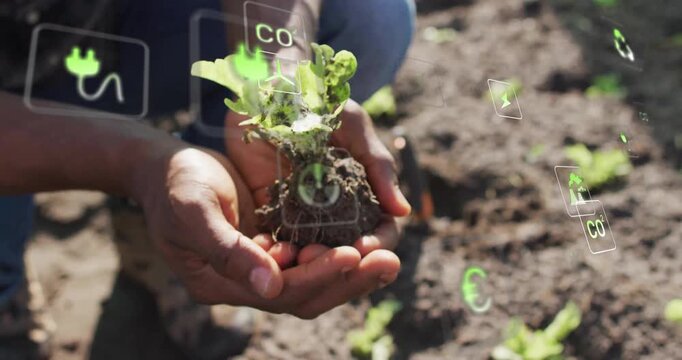 Gardener kneeling in field lifting seedling and causing floating eco-data icons tracking health