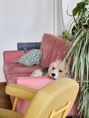 A Cozy Living Room with a Dog Relaxing on a Beautiful Pink Couch in a Safe Space