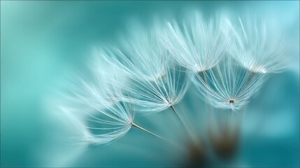 Delicate dandelion seeds against a teal background