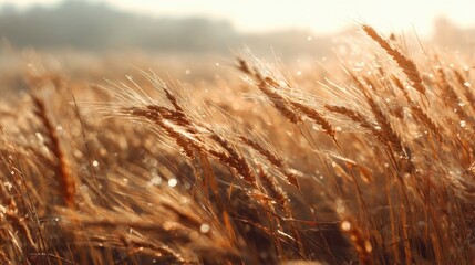 Golden Wheat Field at Sunrise with Soft Light and Dewdrops