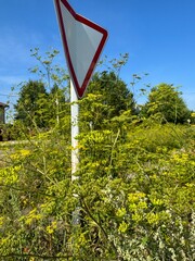 Yield road sign partially covered by overgrown hogweed and wild plants. Concept of neglect, rural roads, or nature reclaiming urban infrastructure