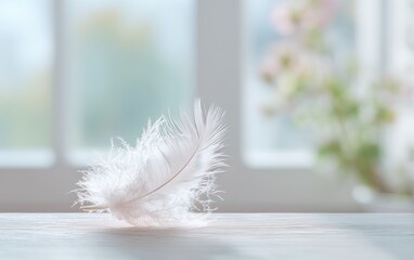 White feather on wooden surface bathed in soft daylight