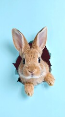 Obraz premium A curious brown bunny peering through a torn hole in a light blue background