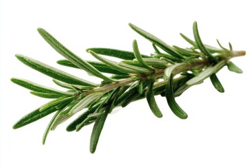 Fresh rosemary sprig against white