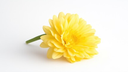 Single Yellow Gerbera Daisy Flower on White Background yellow flower gerbera daisy single flower pet