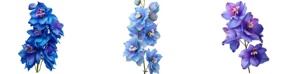 Set of Delphinium flower isolated on transparent background.