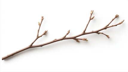 Fototapeta premium Bare Tree Branch with Spring Buds Isolated on White Background isolated bare branch spring buds twig