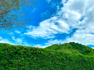 Paisaje de colinas y primer plano la barrera viva vegetal.