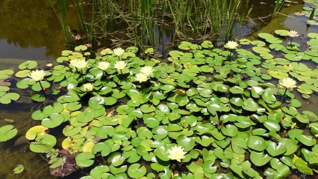 Yellow color Lotus Closeup Video in HD
