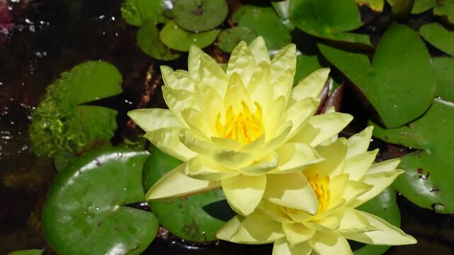Yellow color Lotus Closeup Video in HD
