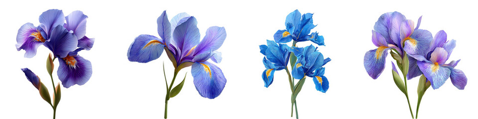 Dutch Iris flower isolated on transparent background.