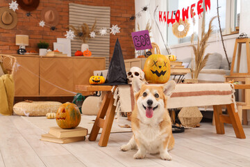 Cute Corgi dog with pumpkins sitting on floor at home decorated for Halloween party