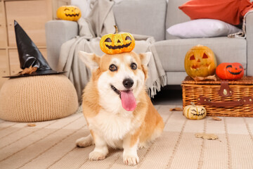 Cute Corgi dog with pumpkins sitting on floor at home decorated for Halloween party
