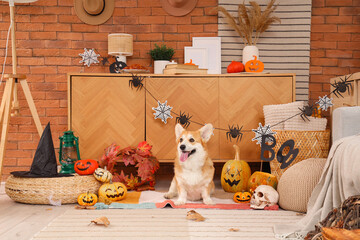 Cute Corgi dog with pumpkins, word BOO and witch hat sitting on floor at home decorated for...