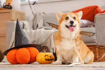Cute Corgi dog in bat wings with pumpkins and witch hat at home decorated for Halloween party