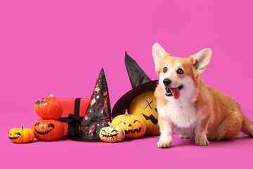 Cute Corgi dog with Halloween pumpkins, gift box and witch hats on purple background
