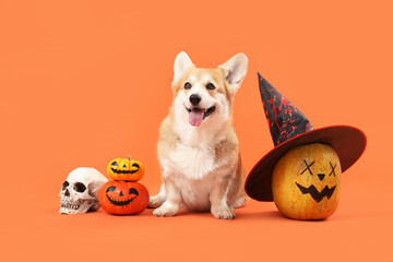 Cute Corgi dog with Halloween pumpkins, witch hat and human skull sitting on orange background
