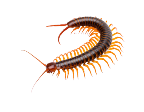 Orange and brown centipede with many legs and antennae crawling in curved position showing segmented body