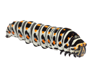 Striped caterpillar with black, white and orange pattern on transparent background