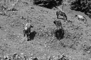 Wild Horses Grazing in Morning Light – Black and White